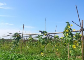 禮樂(lè )蔬菜基地
