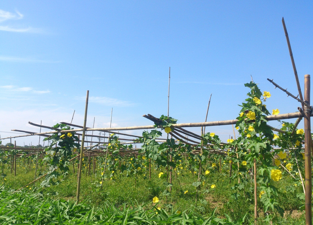禮樂(lè )蔬菜基地